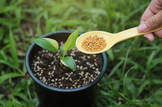 Farmer planter hand giving fertilizer to young plant in pot for good growing in farm