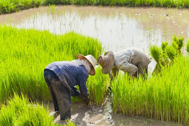 farmer planting harvest in rice field