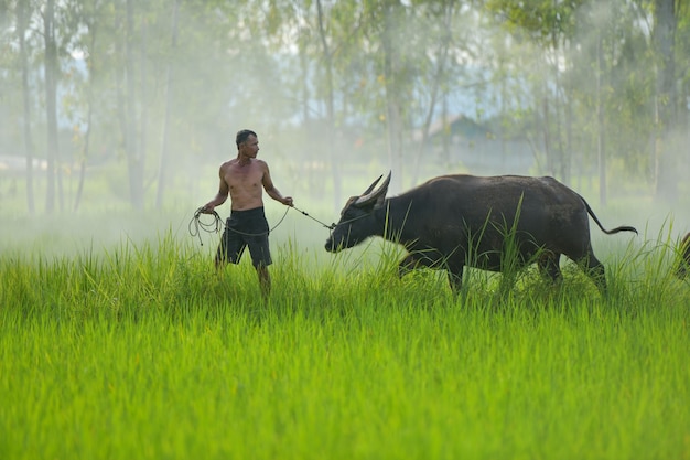 The Farmer planting on the organic paddy rice farmland,thailand