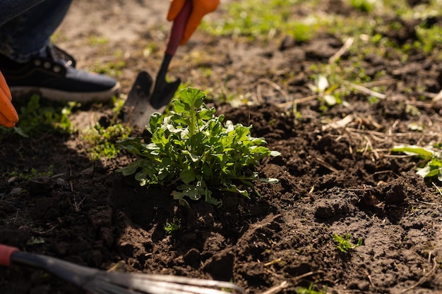 Farmer planting in the vegetable garden.