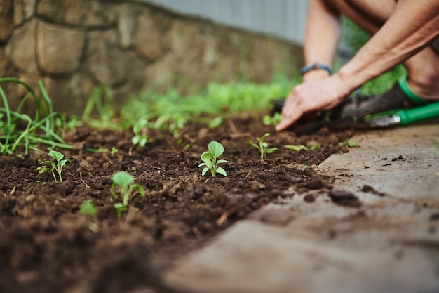 Farmer plants seedlings in moist spring soil Young fresh sprouts in open ground Agriculture horticulture eco farming in organic vegetable ground