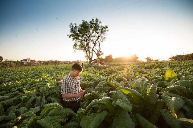 Farmer researching plant in tobacco farm