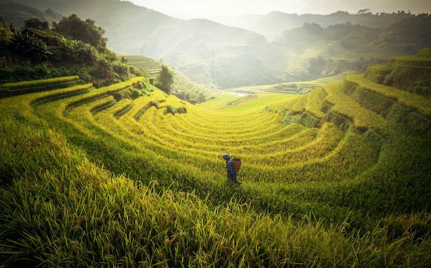 Farmer in Rice fields on terraced in rainny season at Mu cang chai, Vietnam.