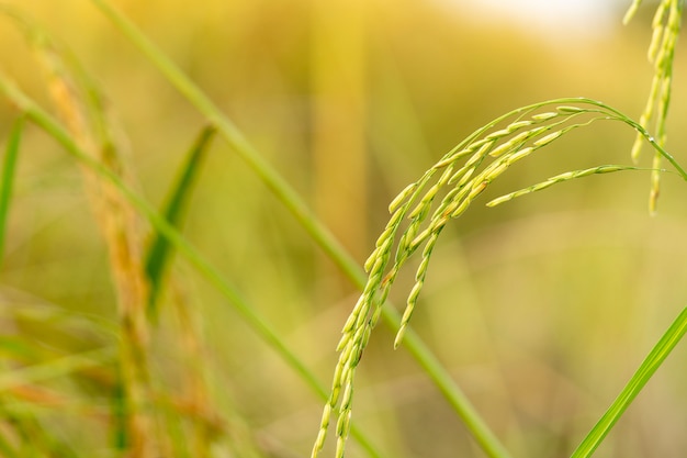 Farmer's ear of rice captured during the warm light of the evening.