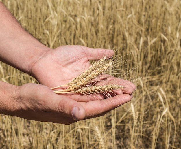 Farmer's hand holding wheat ears