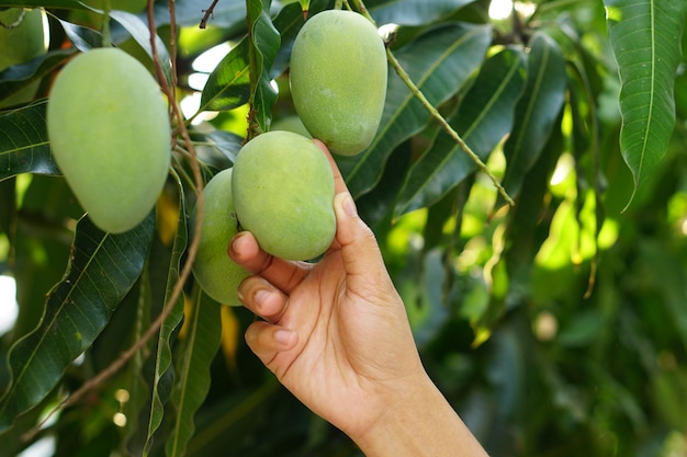 Farmer's hand picking mangoes in the tree