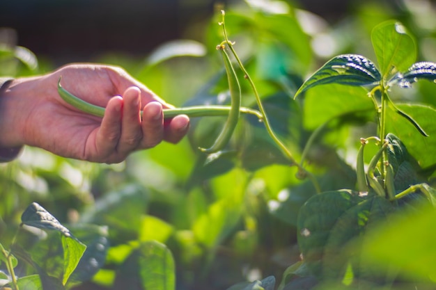 Farmer's hand touches agricultural crops close up Growing vegetables in the garden Harvest care and maintenance Environmentally friendly products