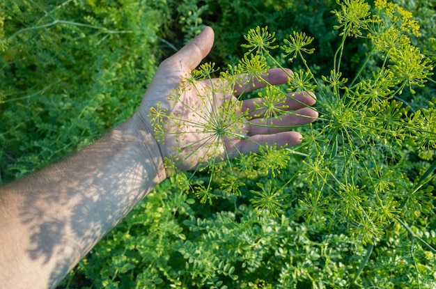 Farmer's hand touches agricultural crops close up Growing vegetables in the garden Harvest care and maintenance Environmentally friendly products