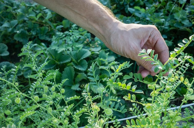 Farmer's hand touches agricultural crops close up Growing vegetables in the garden Harvest care and maintenance Environmentally friendly products