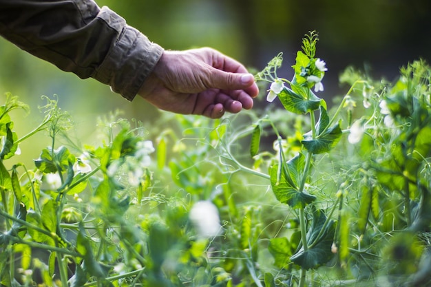 Farmer's hand touches agricultural crops close up Growing vegetables in the garden Harvest care and maintenance Environmentally friendly products