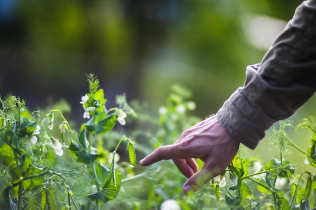 Farmer's hand touches agricultural crops close up Growing vegetables in the garden Harvest care and maintenance Environmentally friendly products