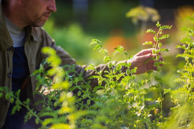 Farmer's hand touches agricultural crops close up Growing vegetables in the garden Harvest care and maintenance Environmentally friendly products