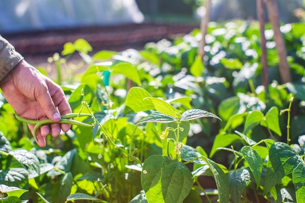 Farmer's hand touches agricultural crops close up Growing vegetables in the garden Harvest care and maintenance Environmentally friendly products