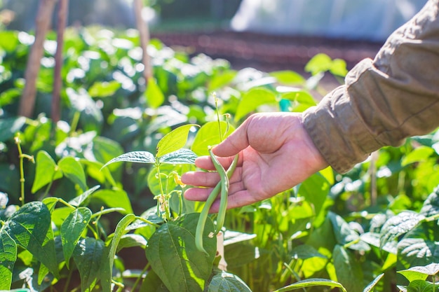 Farmer's hand touches agricultural crops close up Growing vegetables in the garden Harvest care and maintenance Environmentally friendly products