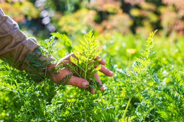 Farmer's hand touches agricultural crops close up Growing vegetables in the garden Harvest care and maintenance Environmentally friendly products