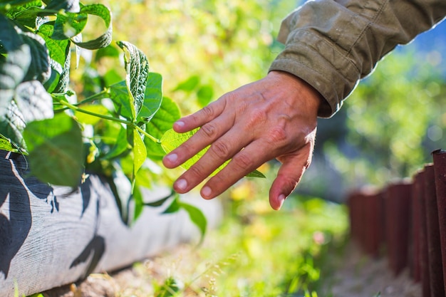 Farmer's hand touches agricultural crops close up Growing vegetables in the garden Harvest care and maintenance Environmentally friendly products