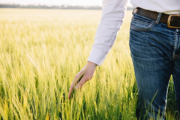 A farmer's hand on a wheat field in Ukraine The concept of grain export blockade