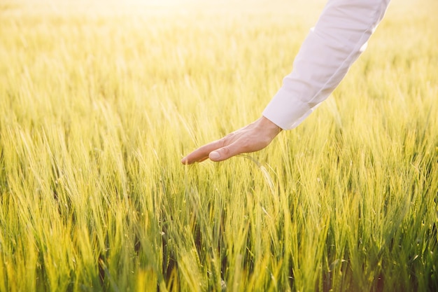 A farmer's hand on a wheat field in Ukraine The concept of grain export blockade