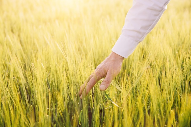 A farmer's hand on a wheat field in Ukraine The concept of grain export blockade