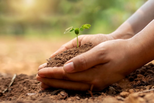 Farmer's hands are planting seedlings in the soil