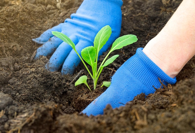 Farmer's hands in gloves plant cabbage seedlings in black soil