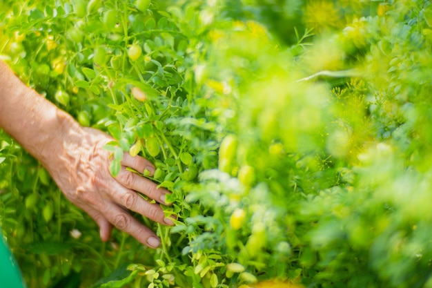 Farmer's hands harvest crop of chickpeas in the garden Plantation work Autumn harvest and healthy organic food concept close up with selective focus