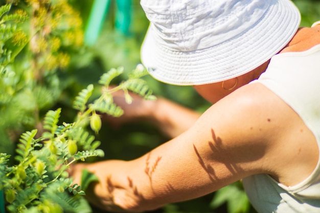 Farmer's hands harvest crop of chickpeas in the garden Plantation work Autumn harvest and healthy organic food concept close up with selective focus