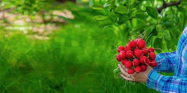 The farmer's hands hold a fresh radish closeup Organic fresh harvested vegetables