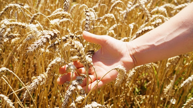 Farmer's hands holding a handful of wheat grains