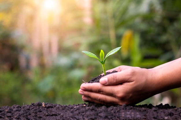 Farmer's hands planting saplings on the ground and green background blur