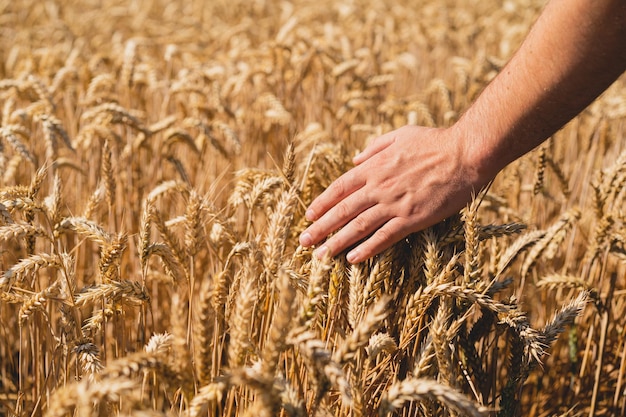 Farmer's hands touch young wheat Farmer's hands closeup The concept of planting and harvesting a rich harvest Rural landscape