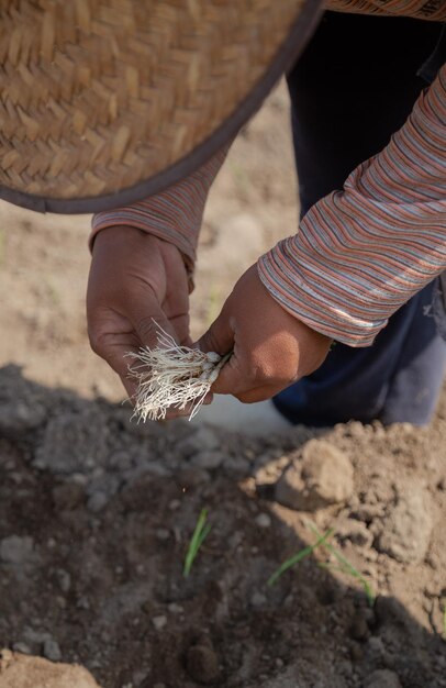 The Farmer's Task Planting Onions in Fertile Soil