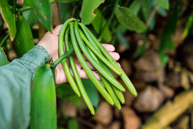 farmer shows green vanilla pods on holding hand in his plantation close up to soft ocus