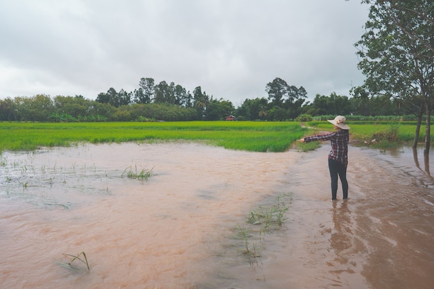 Farmer sitting in flooded walkway on rice field