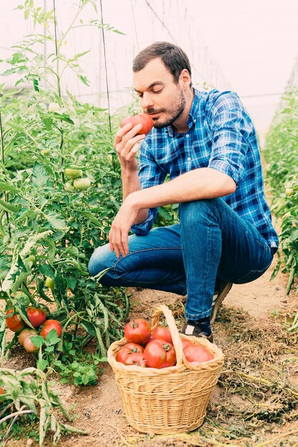 Farmer smelling a freshly picked tomato. Home-grown tomato vegetables on a greenhouse vine.