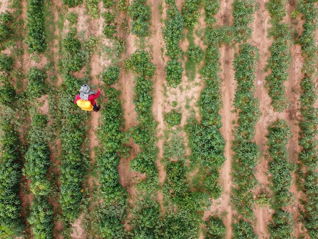 Farmer spray toxic pesticides on agricultural plots.