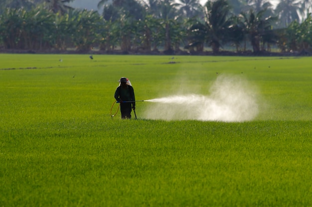 Farmer spraying pesticide in paddy field