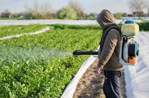 A farmer sprays chemicals on a potato plantation field Protection of cultivated plants from insects