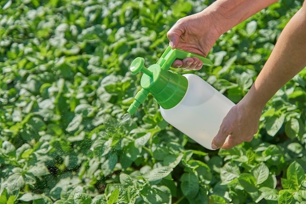 Farmer sprays pesticide with manual sprayer against insects on potato plantation in garden in summer. Agriculture and gardening concept