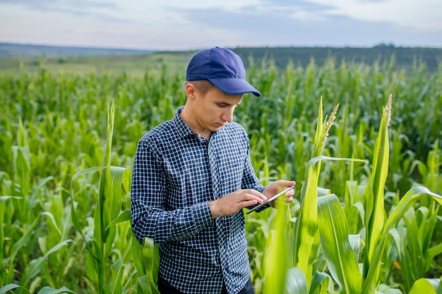 Farmer standing in a wheat field and looking at tablet they are examining corp