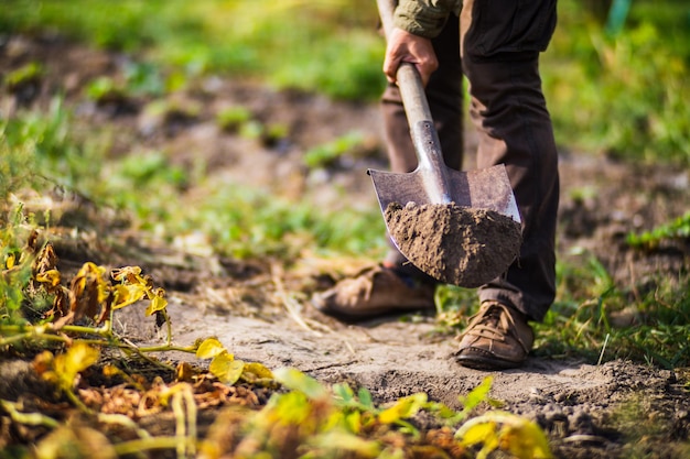 The farmer stands with a shovel in the garden Preparing the soil for planting vegetables Gardening concept Agricultural work on the plantation