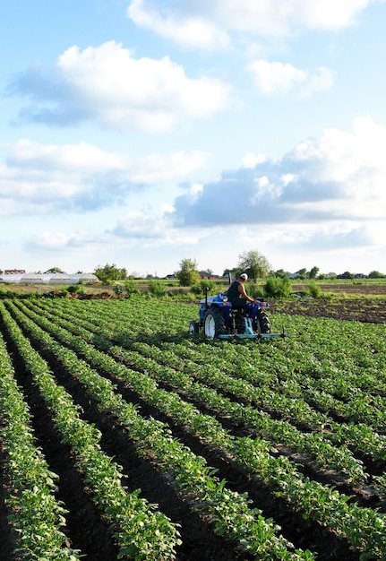 A farmer on a tractor cultivates a field Agroindustry and agribusiness Field work cultivation Crop care Loosening of the soil and improving the quality of permeability Farm