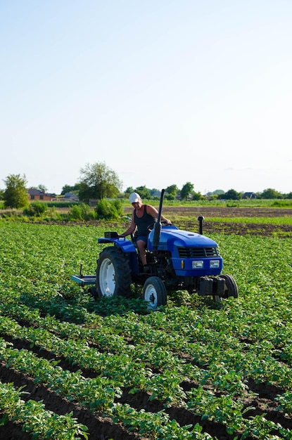 A farmer on a tractor cultivates a potato plantation Agroindustry and agribusiness Farm machinery Crop care soil quality improvement Plowing and loosening ground Field work cultivation