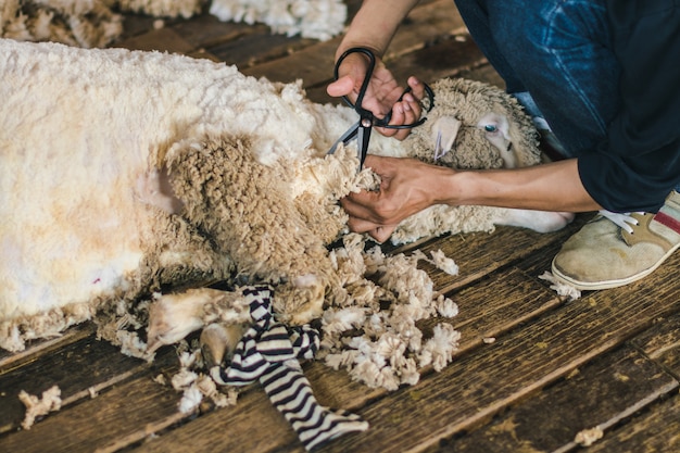 Farmer use shear cutting sheep wool  