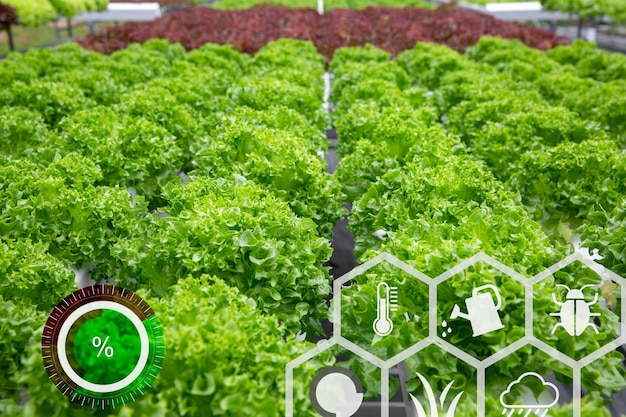 Farmer using computer control for management monitoring and detect with the sensor in the vegetable farm