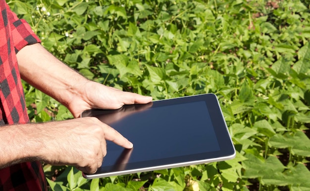 Farmer using digital tablet computer in cultivated soybean field plantation. Modern technology application in agricultural growing activity.