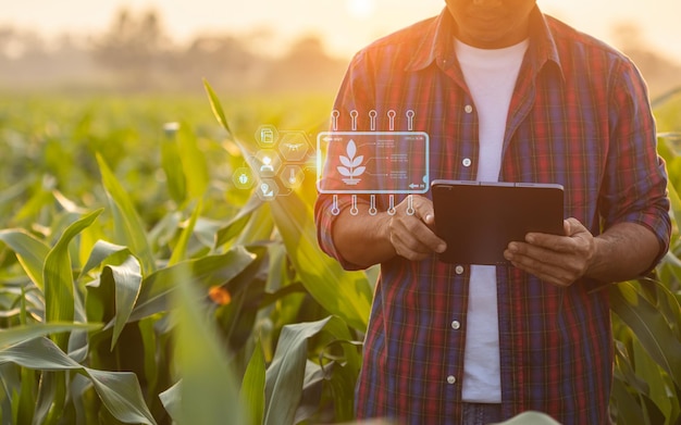 Farmer using digital tablet in corn crop cultivated field with smart farming interface icons and light flare sunset effect Smart and new technology for agriculture business concept