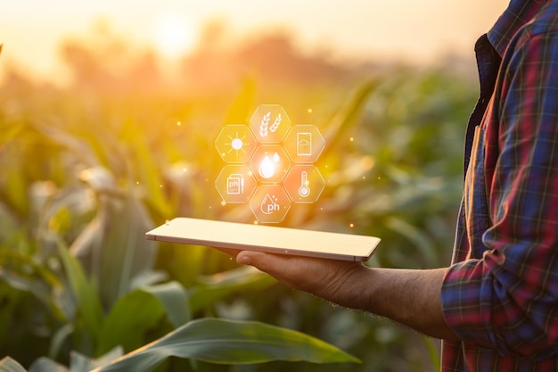 Farmer using digital tablet in corn crop cultivated field with smart farming interface icons and light flare sunset effect Smart and new technology for agriculture business concept