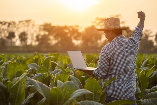 Farmer using modern laptop in tobacco field spread arms and raising his success fist happily with feeling very good while working Successful or happiness for agriculture business