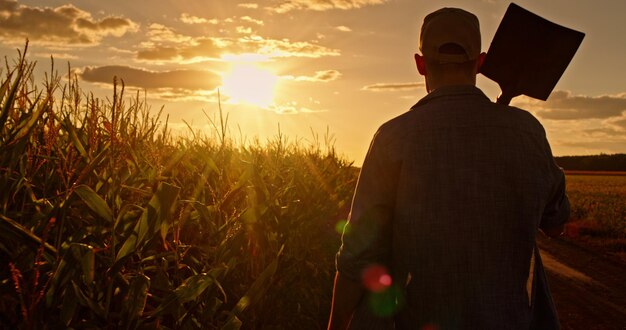 Photo a farmer walking along a cornfield at sunset carrying a tool over his shoulder